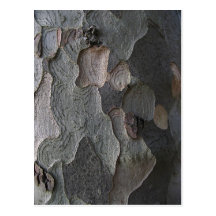 Photographie de macro d'écorce d'arbre carte postale