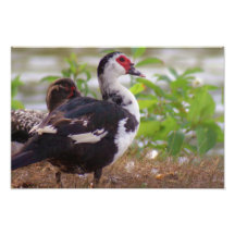 Photographie de Muscovy de deux femelles