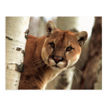Photographie de puma cartes postales
