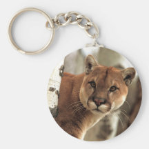 Photographie de puma porte-clefs