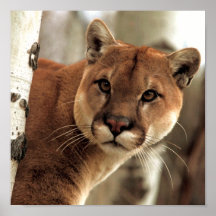 Photographie de puma posters
