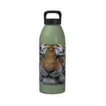 Photographie de tigre sibérien bouteilles