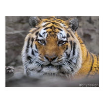 Photographie de tigre sibérien cartes postales