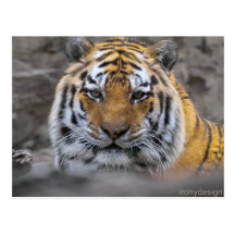 Photographie de tigre sibérien carte postale