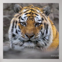 Photographie de tigre sibérien posters