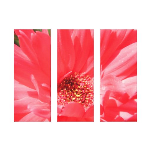 Photographie d'une marguerite rose de Gerber Toile Tendue