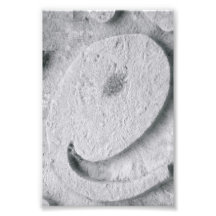 Photographie E4 4x6 noir et blanc de lettre d'alph