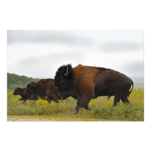 Photographie - fonctionnement américain de Buffalo