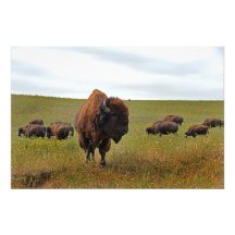 Photographie - grand Buffalo masculin gardant le t