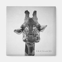 Photographie noire et blanche de M. Serious Giraff Aimant Pour Réfrigérateur