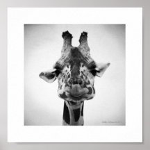 Photographie noire et blanche de M. Serious Giraff Posters