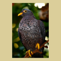 Photographie olive de pigeon posters