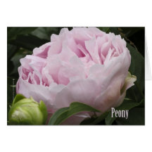 Photographie rose de pivoine carte de vœux