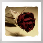 Photographie rose sèche - couleur affiches