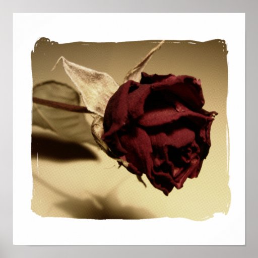 Photographie rose sèche - couleur affiches