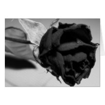 Photographie rose sèche - noir et blanc cartes de vœux