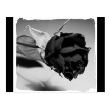 Photographie rose sèche - noir et blanc cartes postales