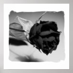 Photographie rose sèche - noir et blanc posters