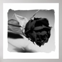Photographie rose sèche - noir et blanc posters