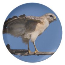 Photographies : oiseaux - assiette