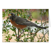 Photographies : oiseaux - carte de vœux