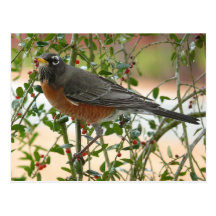 Photographies : oiseaux - carte postale