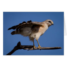 Photographies : oiseaux - cartes