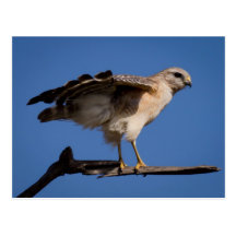 Photographies : oiseaux - cartes postales