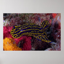 Picta majestueux de Nudibranch Felimare de déesse  Affiche