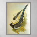 pie bleue Jaune-affichée Affiche