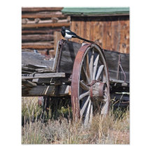 Pie sur le chariot 11x14 photographes