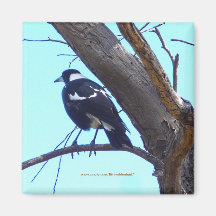 Pie sur une branche - aimant