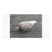 Pigeon de alimentation photocarte personnalisée