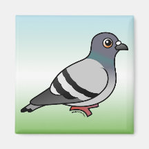 Pigeon de roche mignon aimants