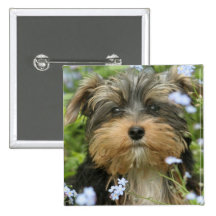 Pin carré de York Terrier Pin's