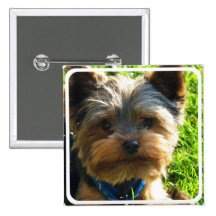 PIn carré de Yorkshire Terrier Pin's