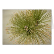 Pin Carte