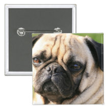 Pin de race de chien de carlin badge