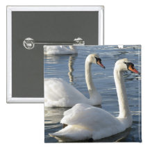 Pin de réflexions de cygne badge avec épingle