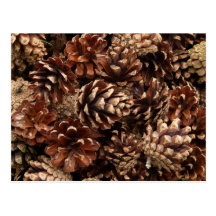 Pine Cones Postcard