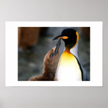 pingouin, beau posters