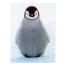 Pingouin de bébé cartes postales