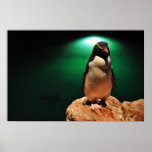 Pingouin de Rockhopper Posters
