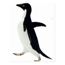 Pingouin socialement maladroit carte postale