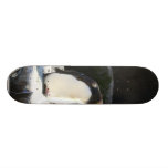 Pingouin sur la roche planche à roulette