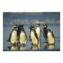 Pingouins de Magellanic, Spheniscus Tirage Photo