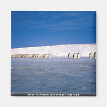 Pingouins d'empereur par clair de lune, Antarctiqu Magnets