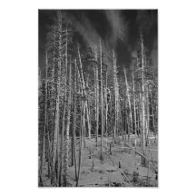 Pins d'hiver dans Yellowstone Tirage Photo
