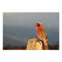 Pinson de l'Himalaya Impressions Photo