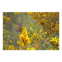 Pinson d'or et fleurs jaunes photos